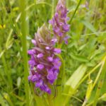 Arlói-tó, hússzínű ujjaskosbor, Fotó: Papp Antónia