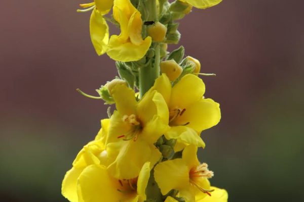 Ökörfarkkóró | Fotó: Farkas Ferenc