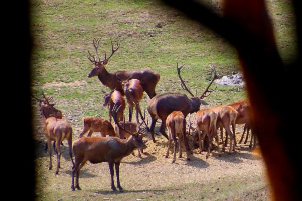 Vadlesen | Fotó: Farkas Ferenc