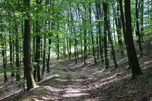 Fotó: Farkas Ferenc