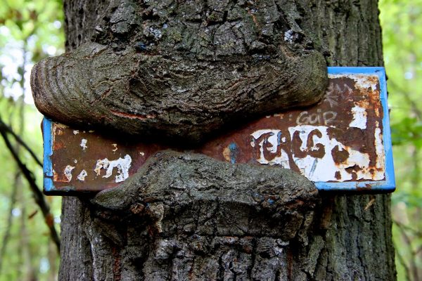 Fotó: Farkas Ferenc