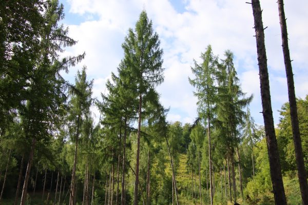 Fotó: Farkas Ferenc