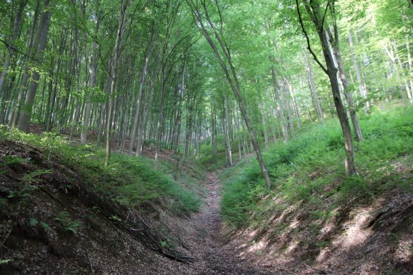 Fotó: Farkas Ferenc