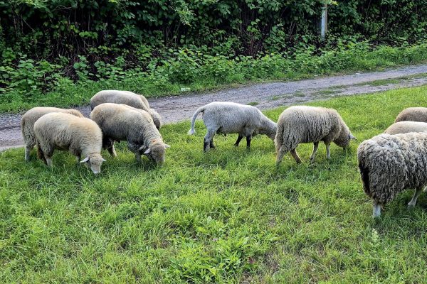 Fotó: Farkas Ferenc