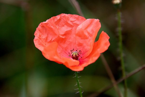 Fotó: Farkas Ferenc