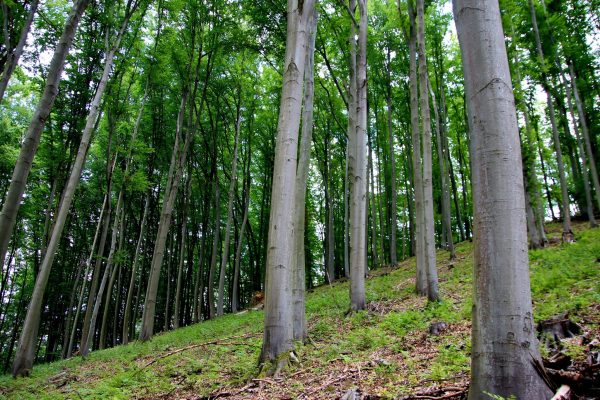 Fotó: Farkas Ferenc