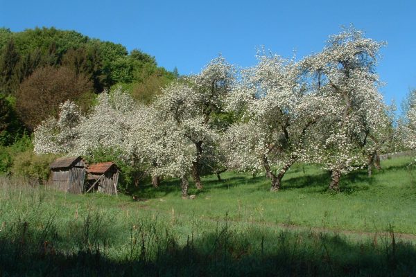 Ivánkapusztai ősgyümölcsös és a vadászkastély | Fotó: Grédics Szilárd