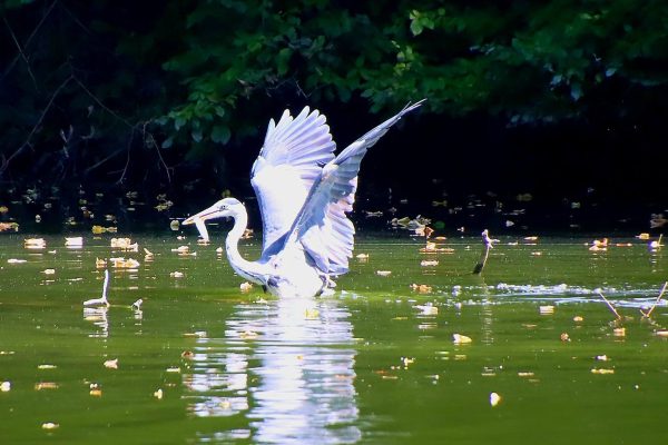 Szürke gém a Hámori-tónál | Fotó: Farkas Ferenc