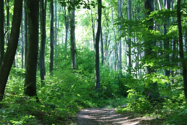 | Fotó: Farkas Ferenc