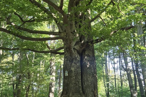Szerelmesek fája Szentlélek mellett | Fotó: Farkas Ferenc