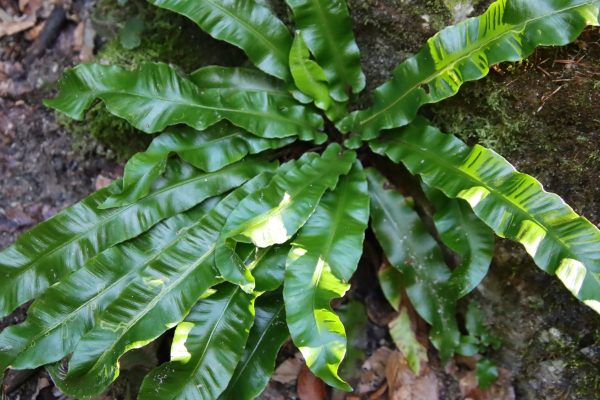 Gímpáfrány | Fotó: Farkas Ferenc