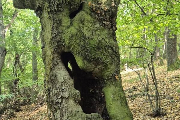 | Fotó: Farkas Ferenc